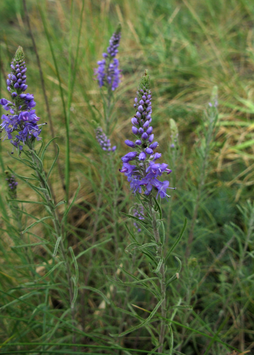 Image of Veronica reverdattoi specimen.