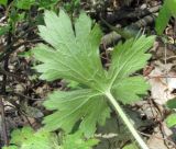 Ranunculus villosus