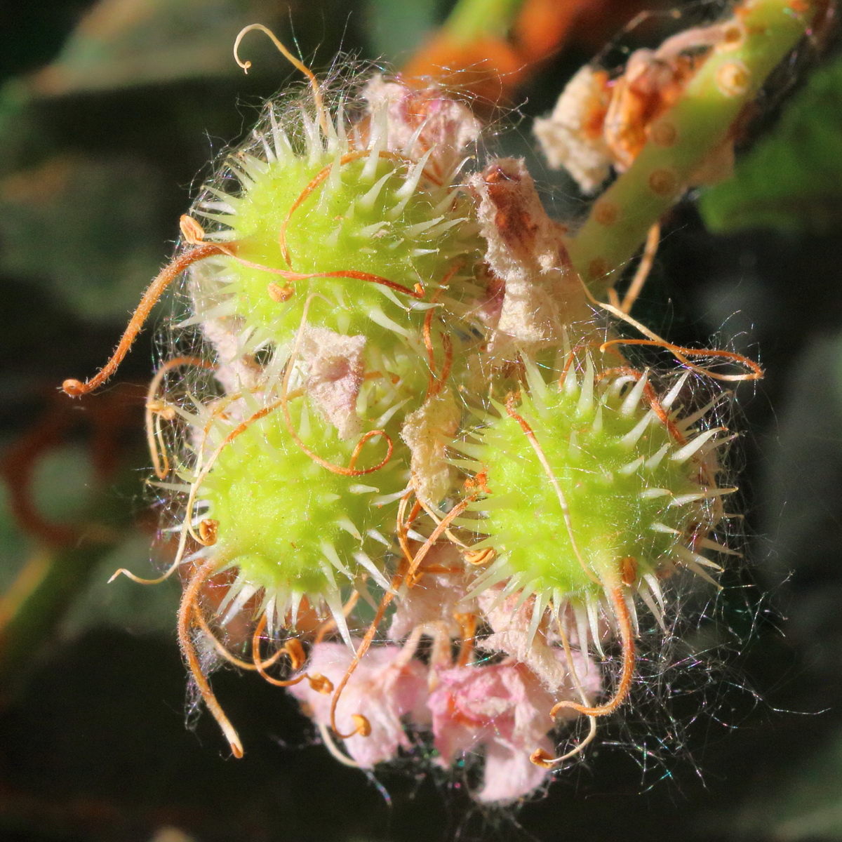 Image of Aesculus hippocastanum specimen.