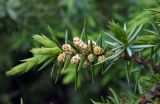 Juniperus hemisphaerica