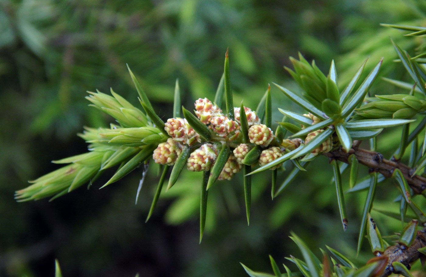 Image of Juniperus hemisphaerica specimen.