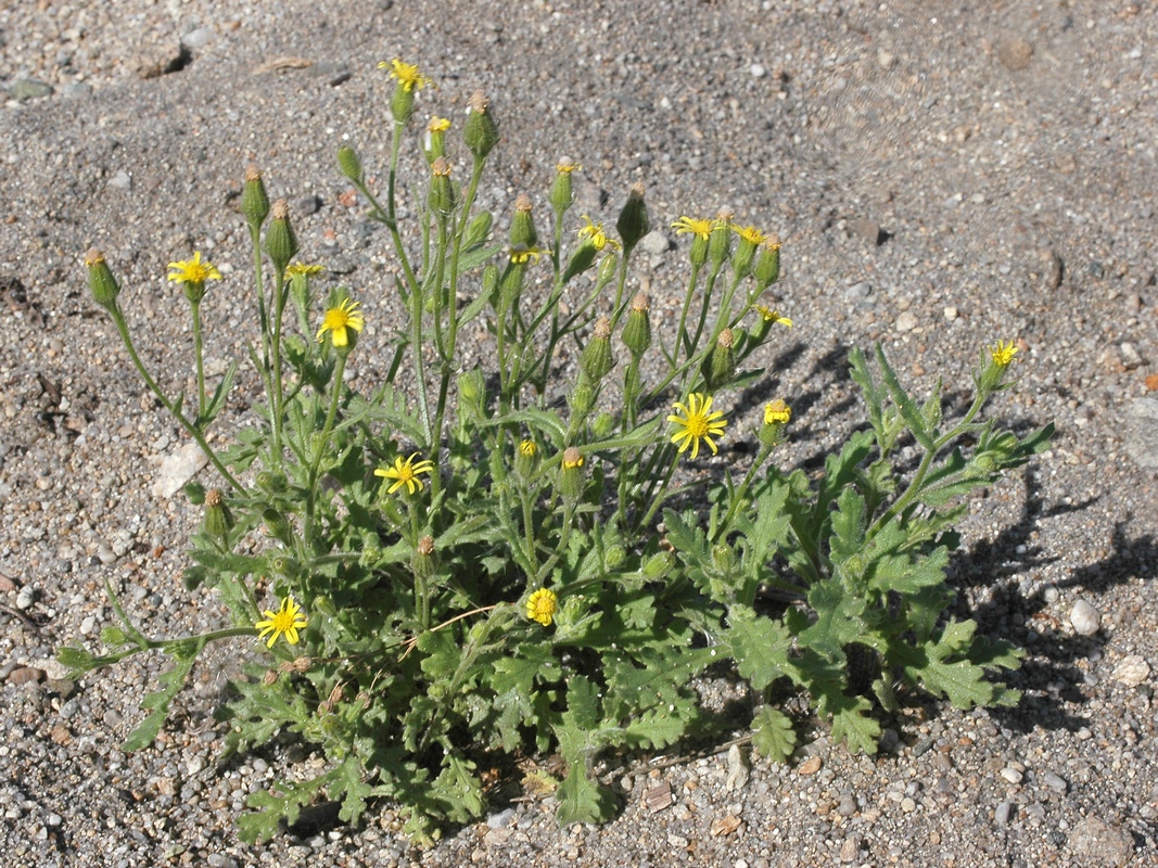 Image of Senecio viscosus specimen.
