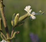 Image of taxon representative. Author is Сергей Соколенко