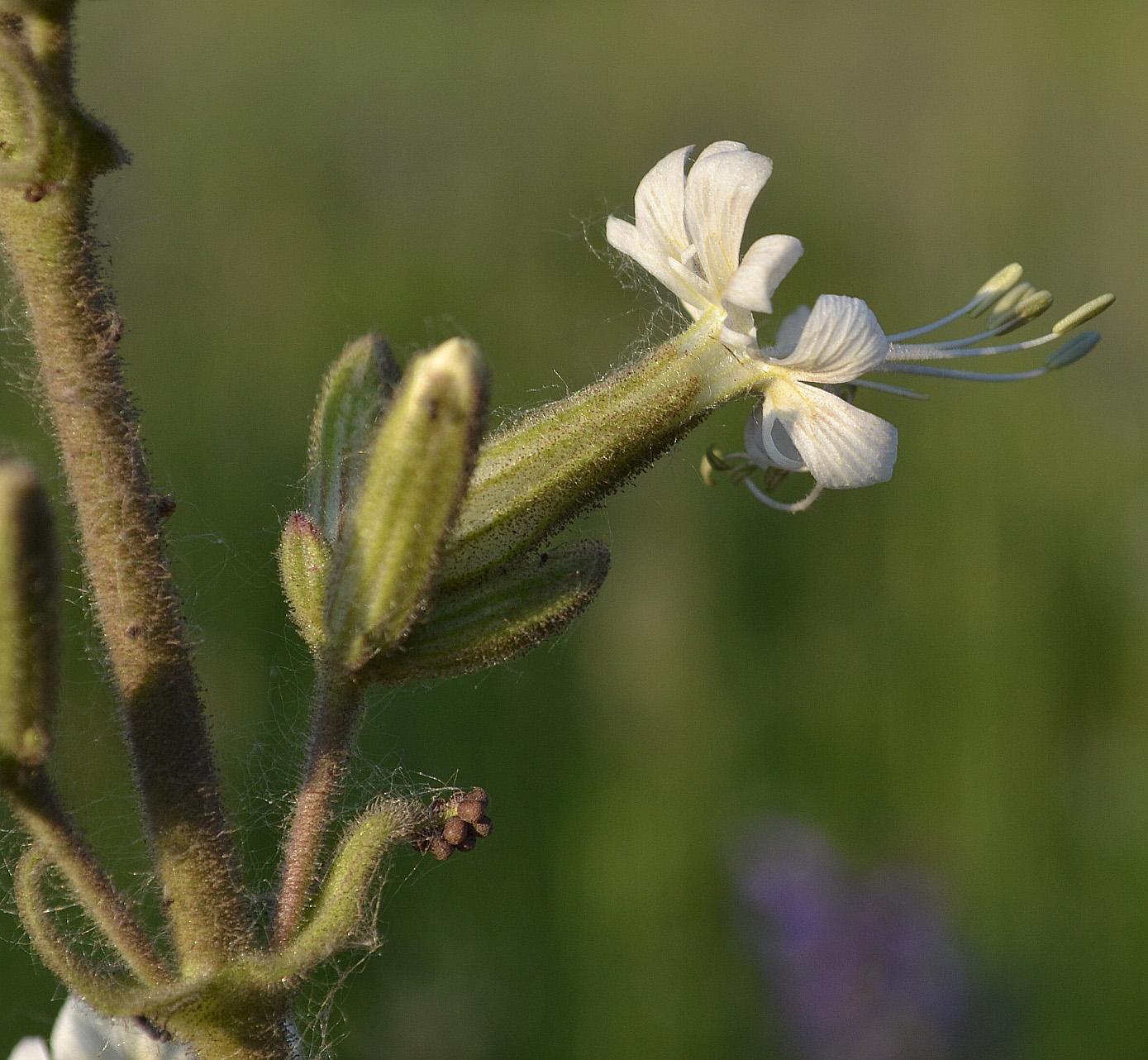 Image of Silene viscosa specimen.