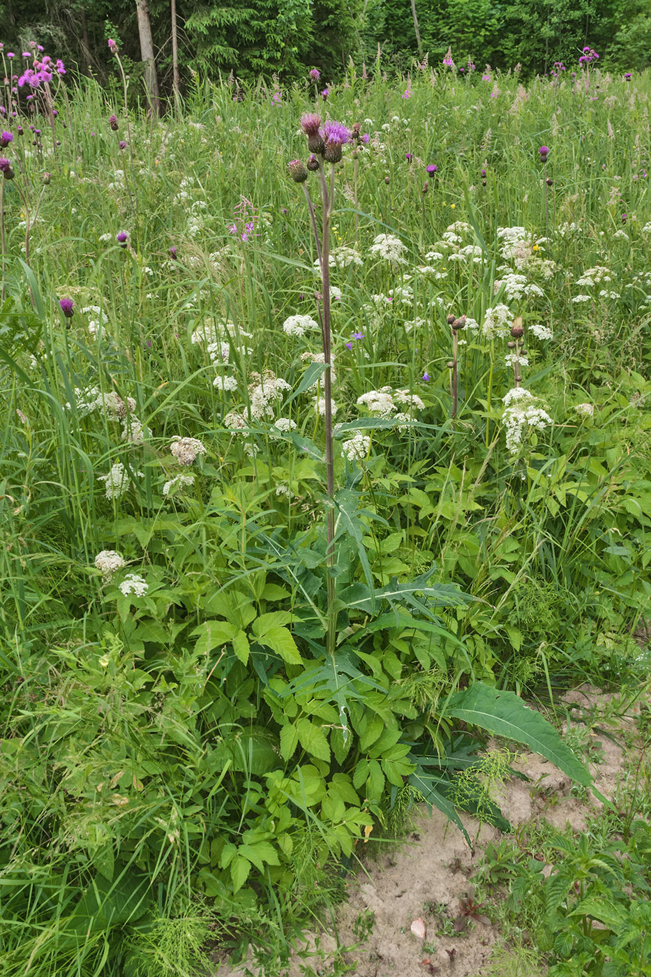 Изображение особи Cirsium heterophyllum.