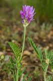 Astragalus onobrychis. Верхушка цветущего растения. Челябинская обл., Кизильский р-н, Богдановское сельское поселение, пос. Грязнушинский, долина р. Урал, каменистая закустаренная степь. 13 июня 2019 г.