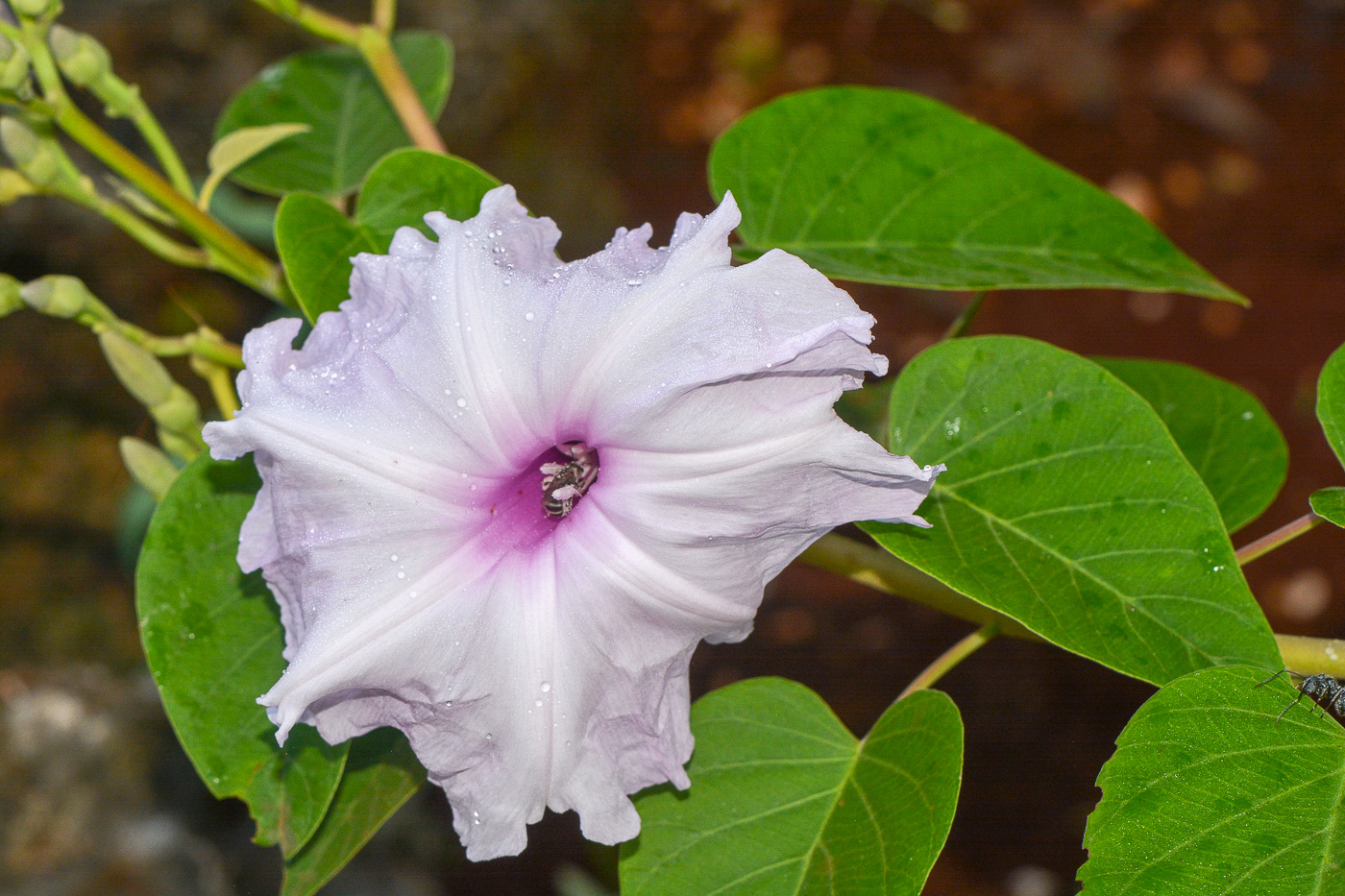 Изображение особи семейство Convolvulaceae.