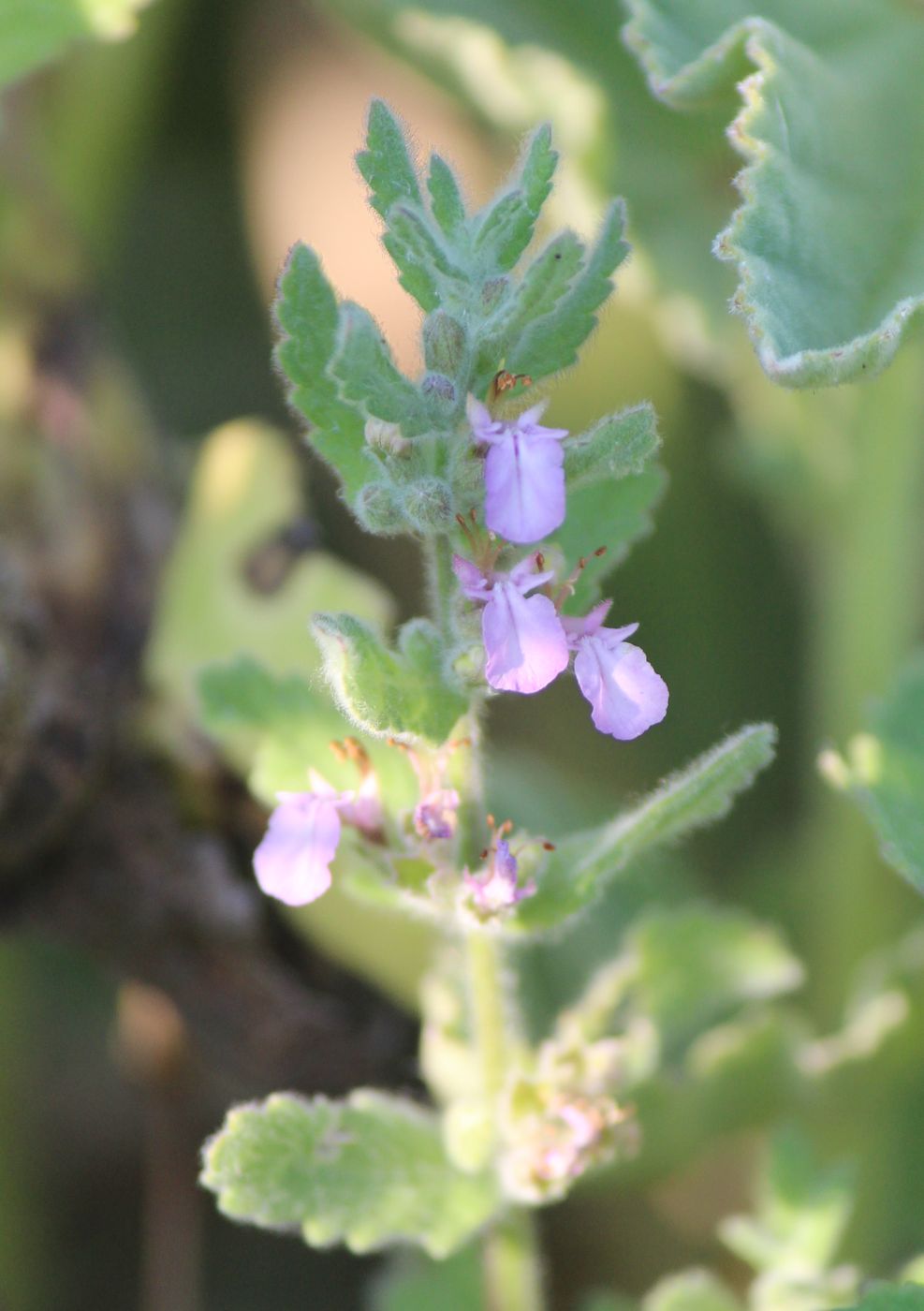 Изображение особи Teucrium scordioides.