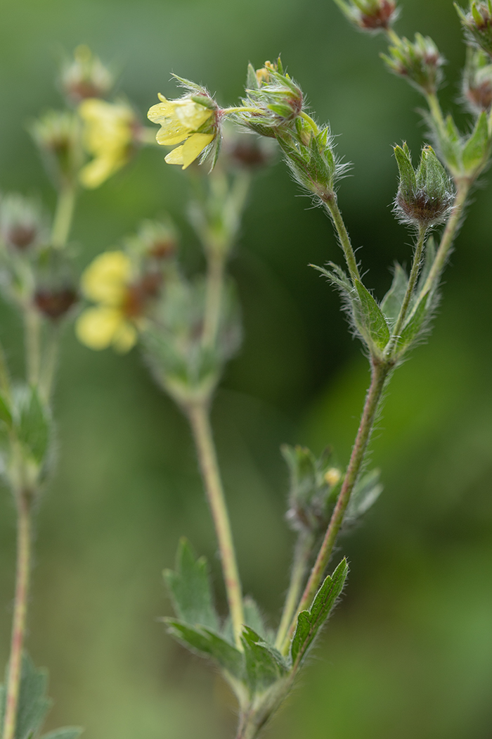 Изображение особи род Potentilla.