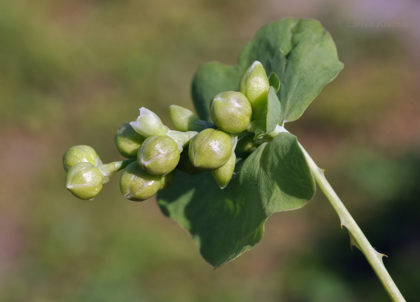 Изображение особи Chylocalyx perfoliatus.