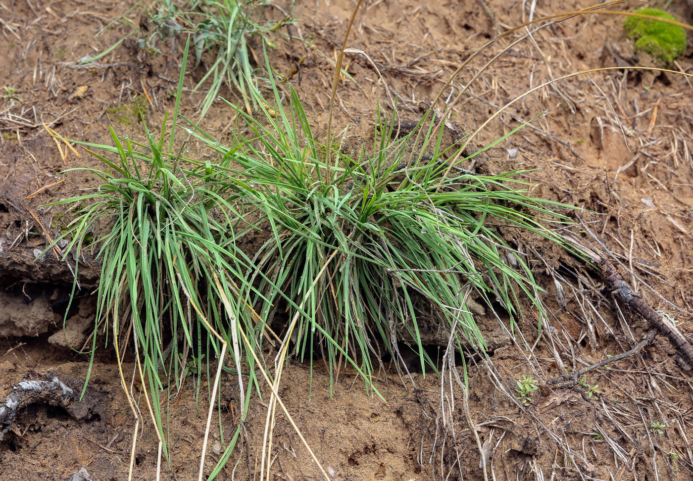 Изображение особи семейство Poaceae.