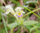 Galeopsis speciosa. Верхушка цветущего растения. Ярославская обл., Пошехонский р-н, окр. с. Гаютино, луг на залежи. 25.08.2019.