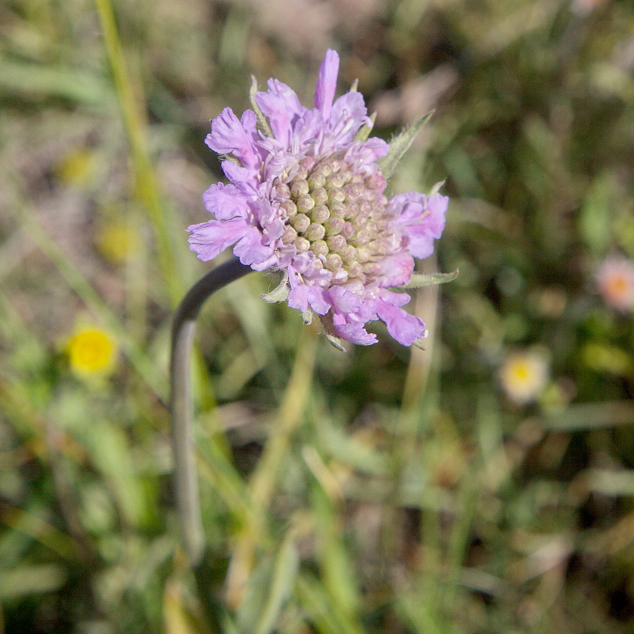 Image of Lomelosia alpestris specimen.