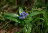 Gentiana cruciata. Верхушка побега с соцветием. Челябинская обл., Миасский гор. округ, берег оз. Тургояк, луг на опушке сосняка. 05.08.2019.