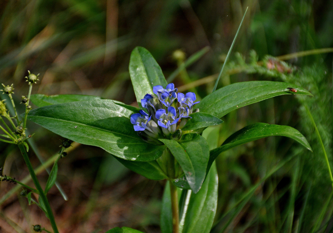 Image of Gentiana cruciata specimen.