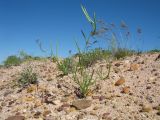 Leptaleum filifolium. Плодоносящее растение. Казахстан, Жамбылская обл., Таласский р-н, Закаратауская равнина, кромка чинка бугра Кызылтау. 5 мая 2019 г.