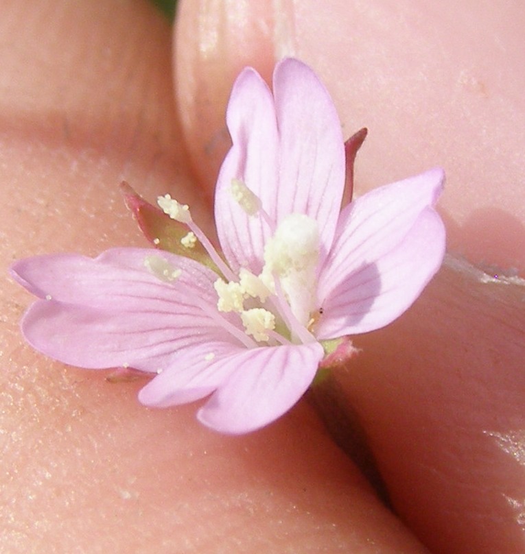 Изображение особи Epilobium tetragonum.