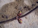 Sambucus sibirica