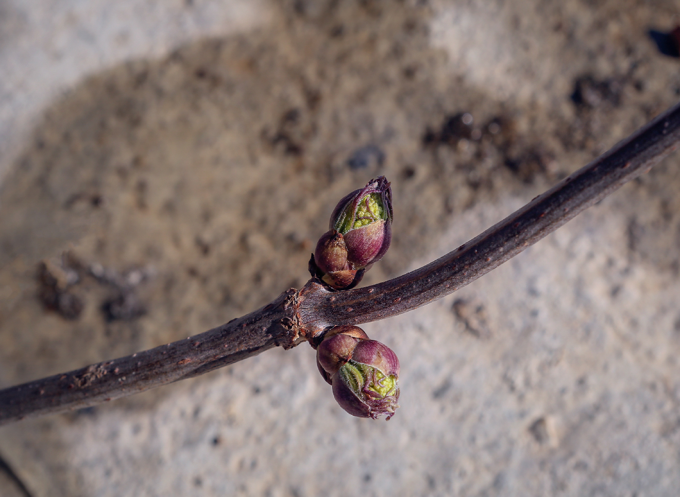 Image of Sambucus sibirica specimen.