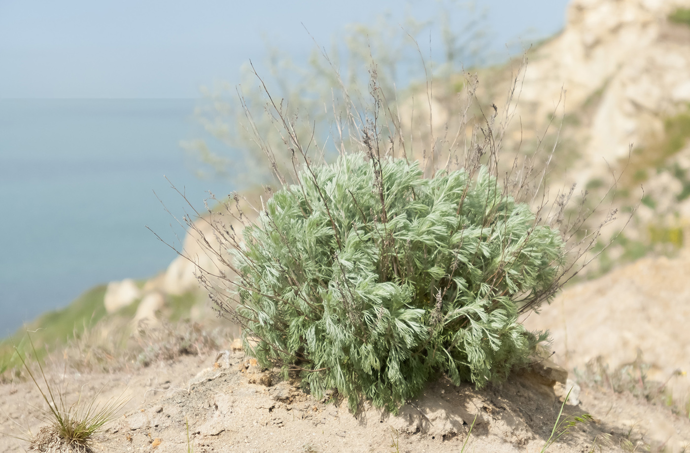 Image of Artemisia taurica specimen.