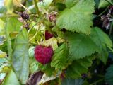 Rubus idaeus. Часть побега со зрелым плодом. Свердловская обл., окр. г. Североуральск, дачный участок. 31.08.2019.