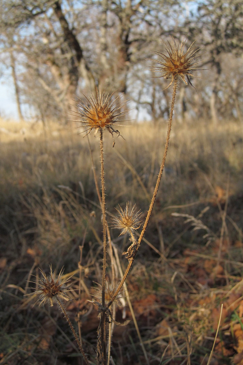 Изображение особи Dipsacus strigosus.