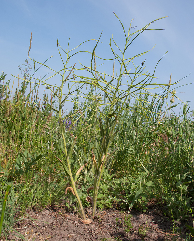 Image of Hesperis tristis specimen.