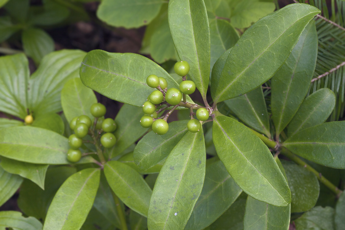 Изображение особи Skimmia repens.