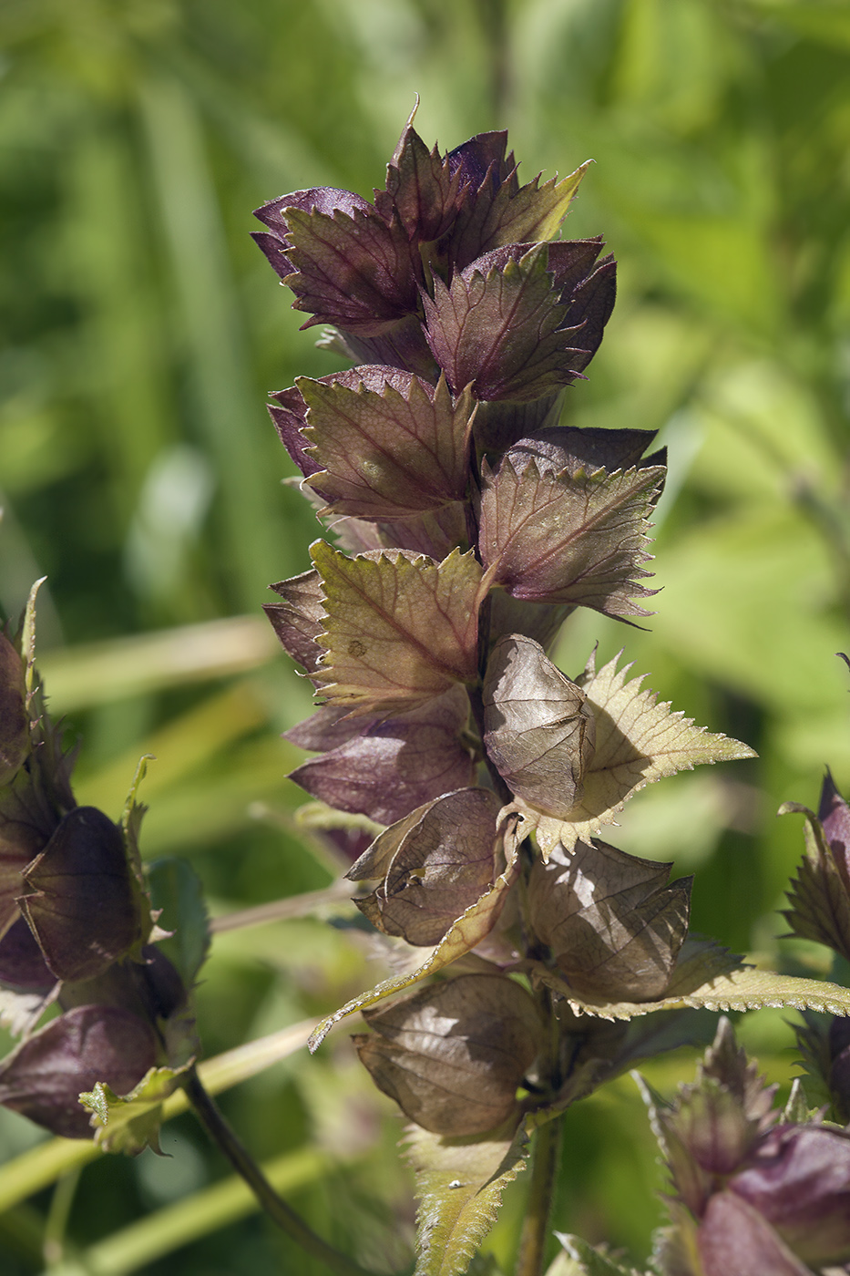 Изображение особи род Rhinanthus.