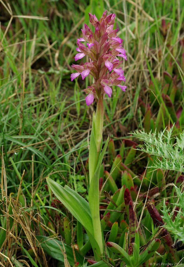 Image of Anacamptis papilionacea ssp. schirwanica specimen.