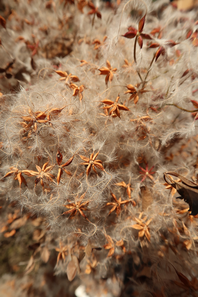 Image of Clematis recta specimen.