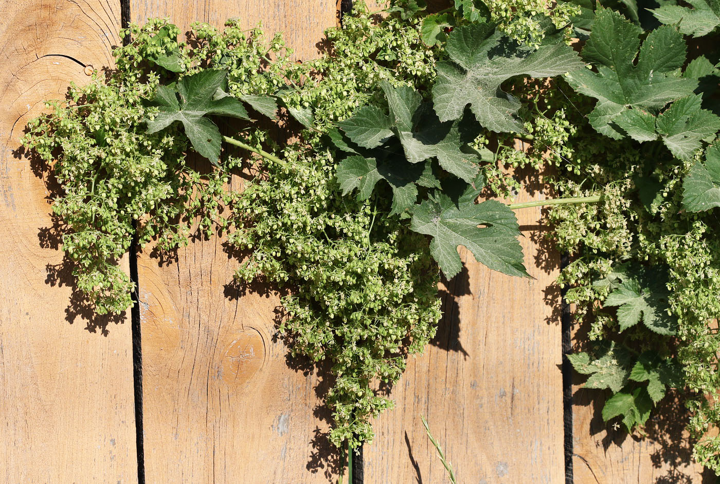 Image of Humulus lupulus specimen.