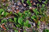 Salix reticulata