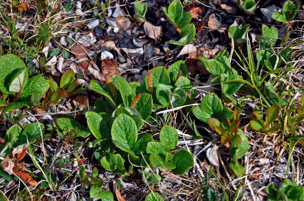 Изображение особи Salix reticulata.