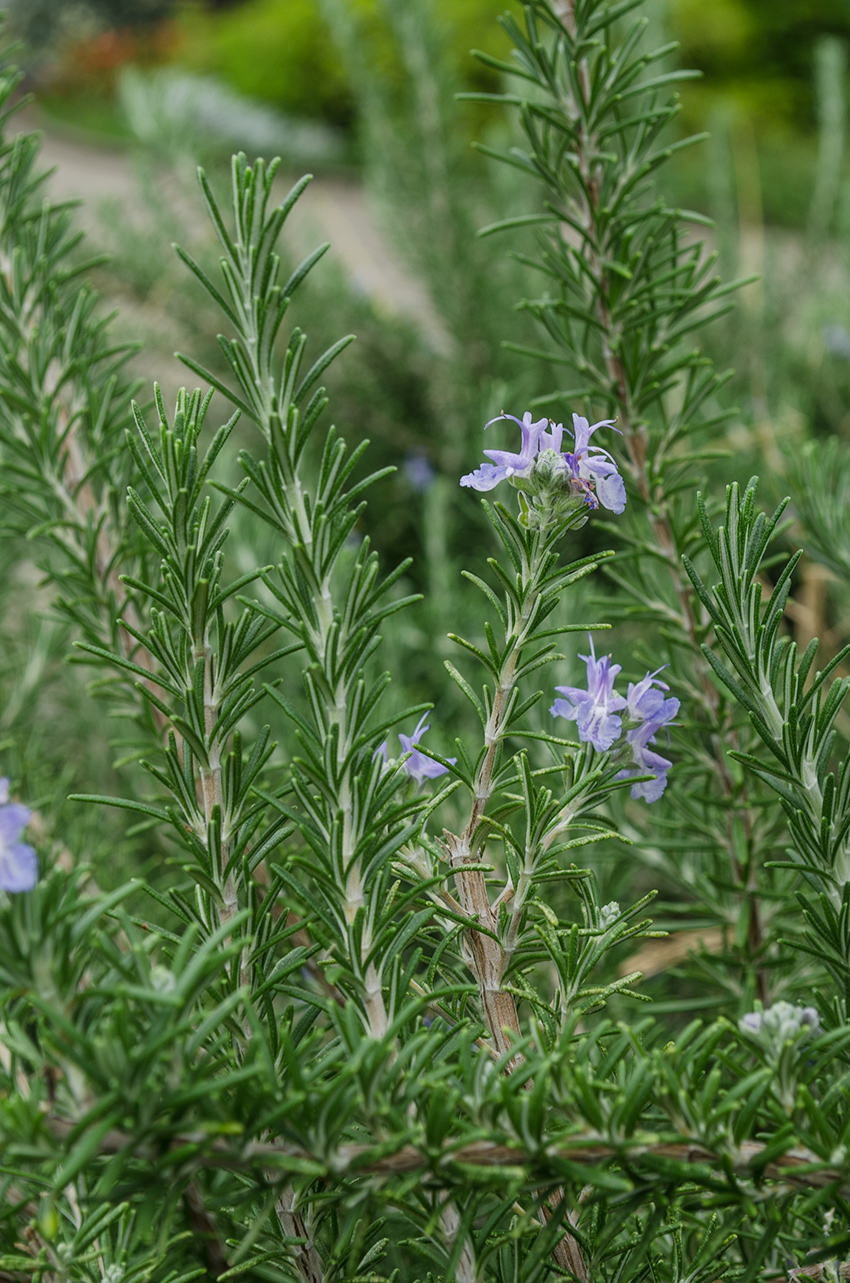 Image of Rosmarinus officinalis specimen.