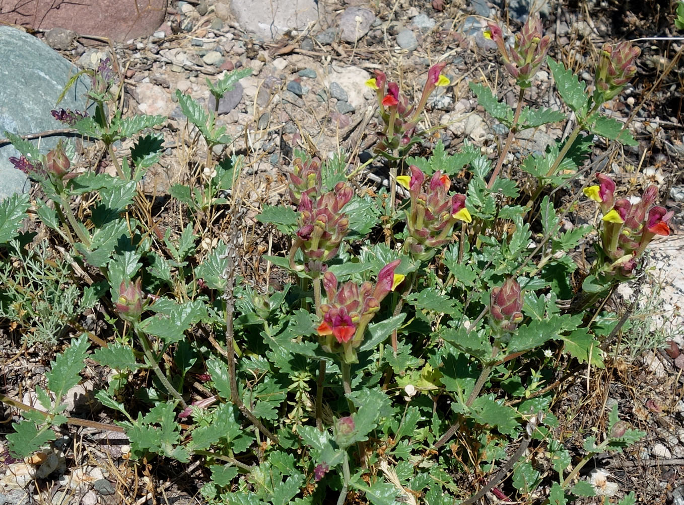 Image of Scutellaria mesostegia specimen.