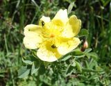Rosa platyacantha