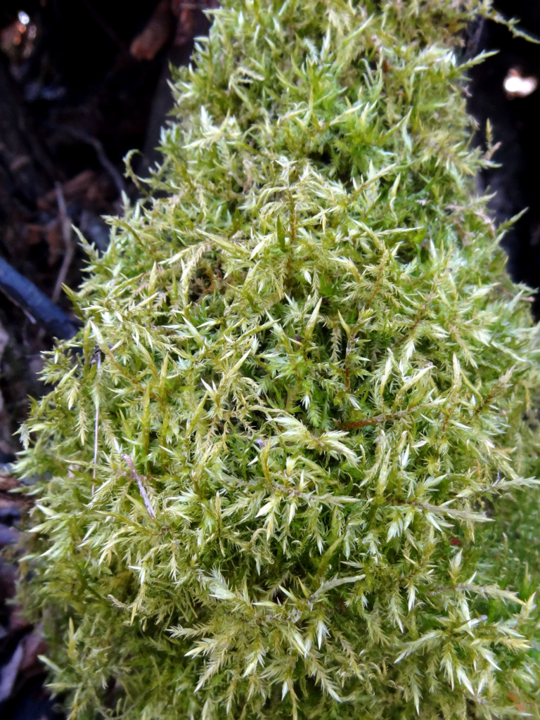 Image of Calliergonella cuspidata specimen.