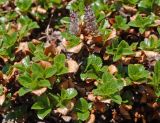 Salix tschuktschorum