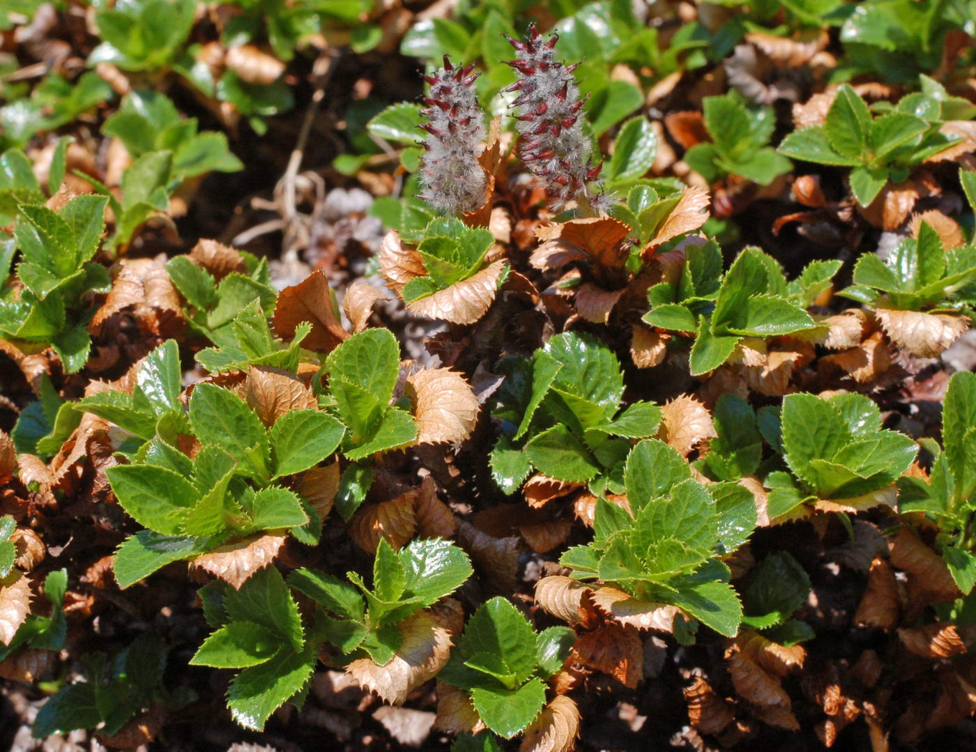 Image of Salix tschuktschorum specimen.