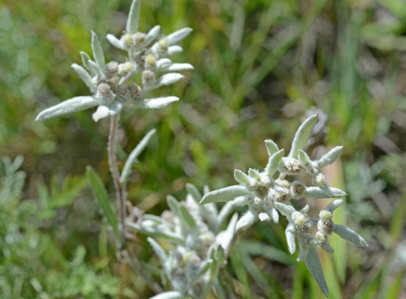 Image of Leontopodium fedtschenkoanum specimen.