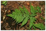 Dryopteris expansa