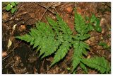 Dryopteris expansa. Вайя. Республика Татарстан, Волжско-Камский заповедник. 09.07.2010.