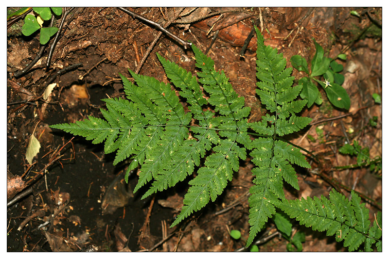 Image of Dryopteris expansa specimen.