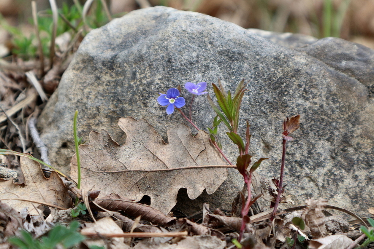 Image of Veronica umbrosa specimen.