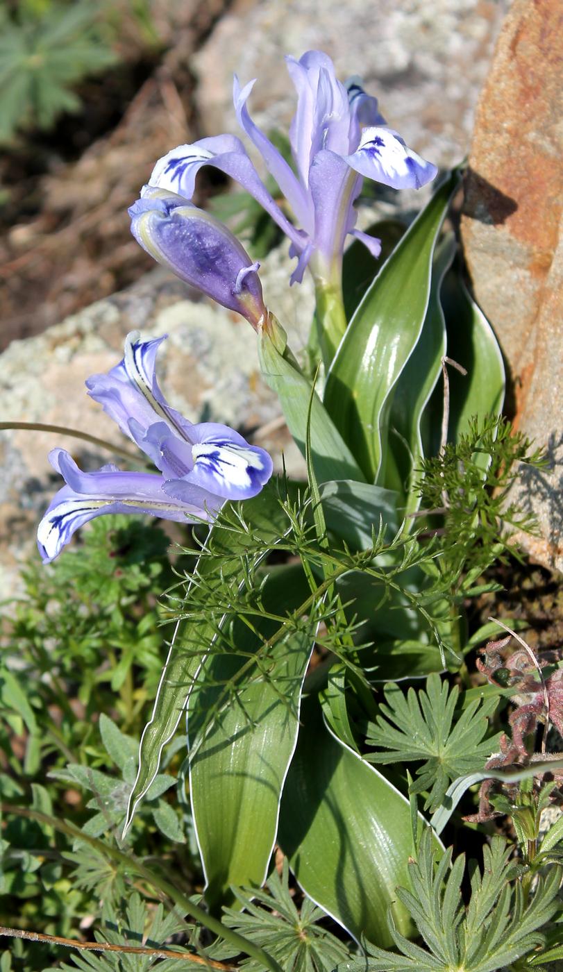 Image of Juno willmottiana specimen.