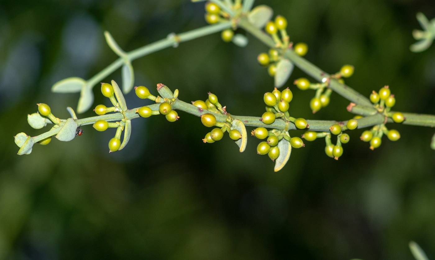 Изображение особи Viscum rotundifolium.