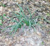 Leucojum aestivum