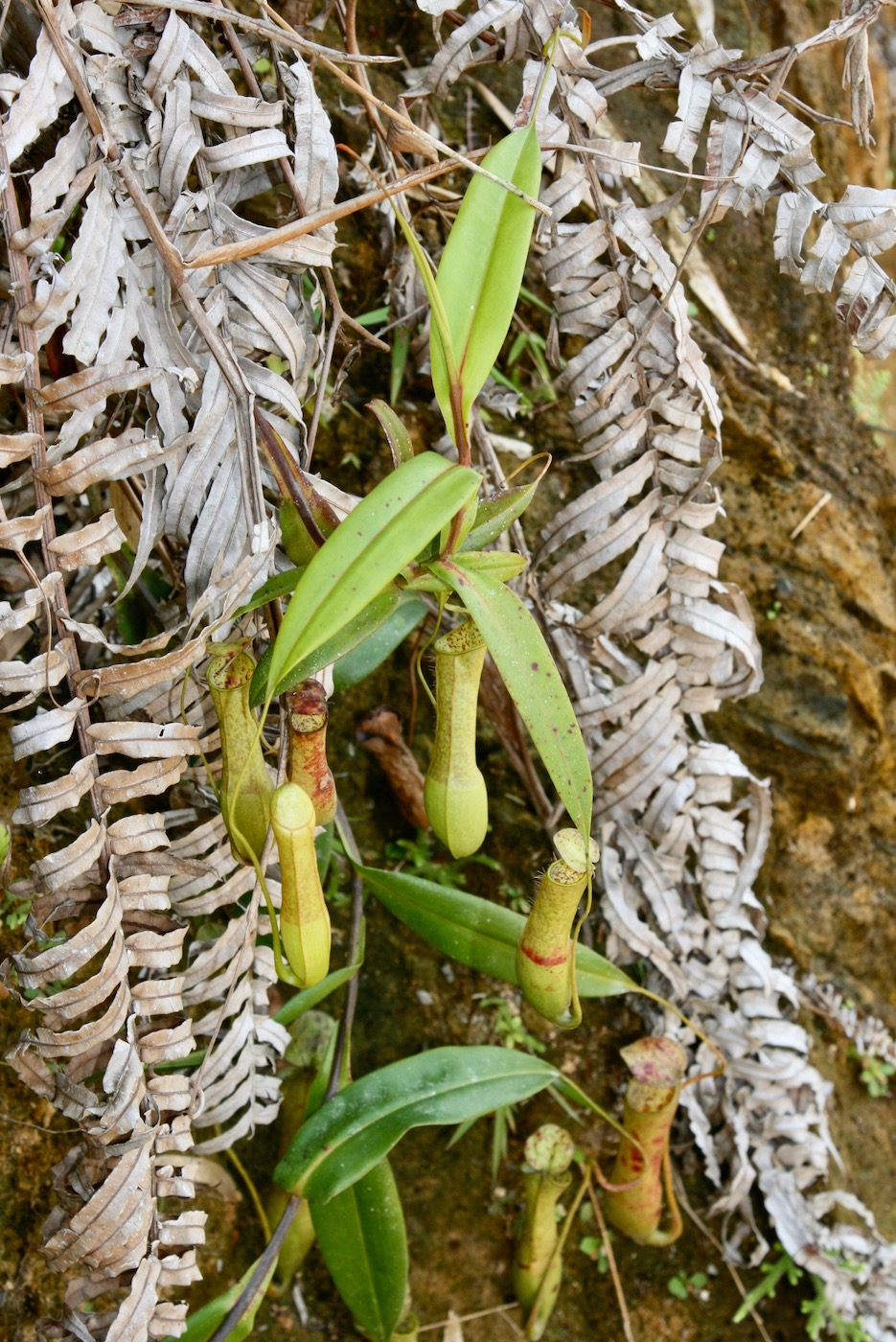 Изображение особи Nepenthes hirsuta.