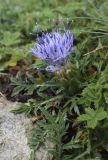 Carduncellus monspelliensium. Соцветие с ползающими жуками и листья (справа листья Potentilla). Испания, Каталония, пров. Жирона, комарка Альт-Эмпорда, муниципалитет Альбанья, окр. комплекса Santuari de la Mare de Déu del Mont, 1124 м н.у.м., мелкотравье в расщелине скалы. 02.06.2020.